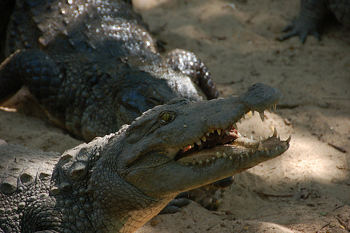 Not so cute now Not so cute now